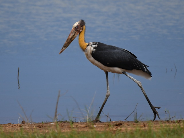 Lesser Adjutant at Uda Walawe NP