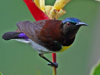 Purple-rumped Sunbird