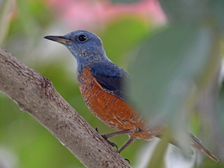 Rock Thrush vagrant Sri Lanka