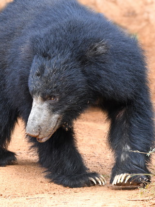 Sloth Bear at Yala NP