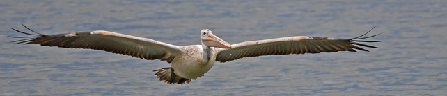 Spot-billed Pelican at Udawalawe