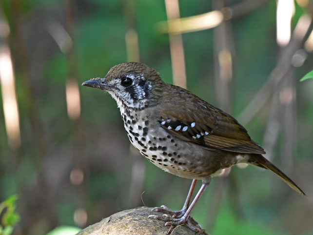 The endemic Spot-winged Thrush