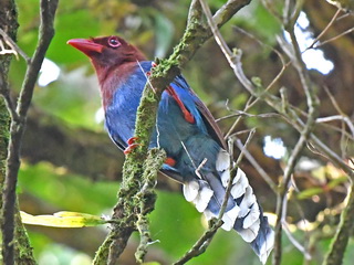 Sri Lanka Blue Magpie