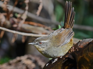 Sri Lanka Bush-warbler at Horton Plains