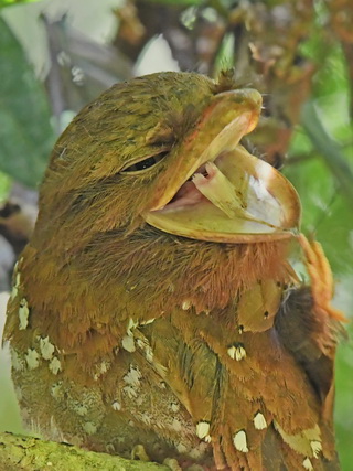Sri Lanka Frogmouth at Sinharaja
