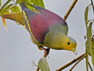 Ceylon Green Pigeon