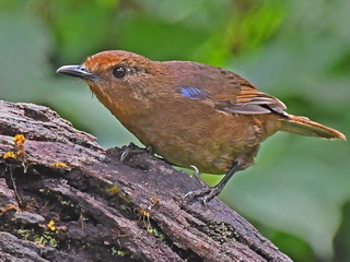 Sri Lanka Whistling-thrush female