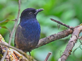 Sri Lanka Whistling-thrush male
