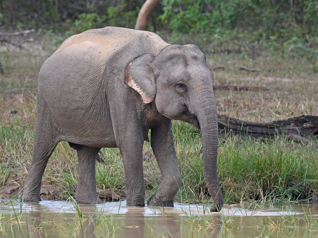 Elephant at Yala NP