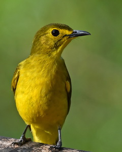Yellow-browed Bulbul
