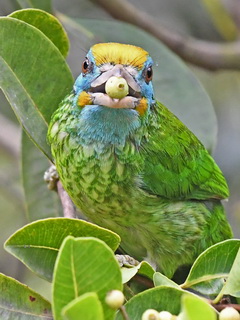 Yellow-crowned Barbet