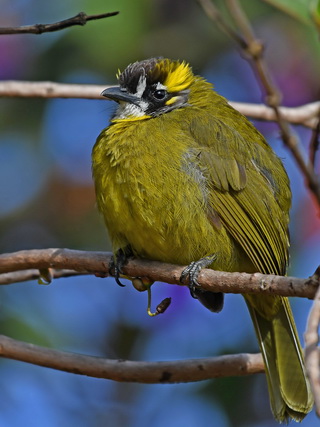 Yellow-eared Bulbul at Horton Plains