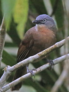 Ashy-headed
              Laughingthrush