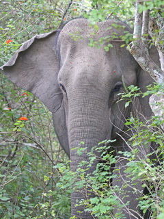 Asian Elephant at Yala NP