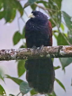 Green-billed Malkoha