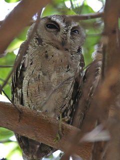 Indian Scops Owl