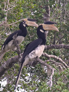 Malabar Pied Hornbill at Yala NP