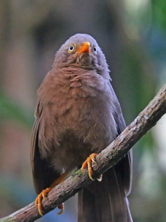 Orange-billed Babbler