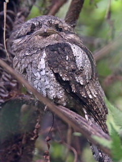 Sri Lanka Frogmouth