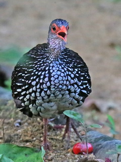 Sri Lanka Scrubfowl