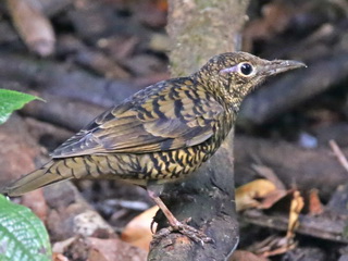 Sri Lanka Scaly Thrush