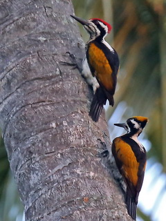 White-naped Woodpecker