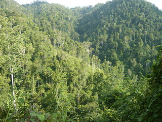 Halmahera forest