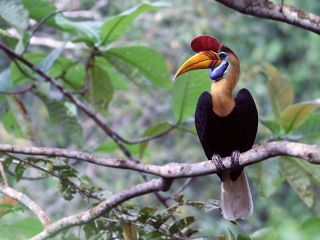 Knobbed Hornbill