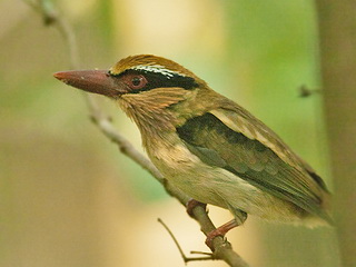 Lilac KF birding
            Sulawesi