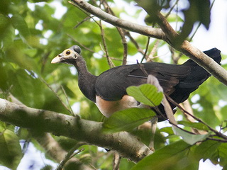 Maleo bird at Tambun