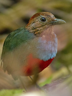 Moluccan Red-bellied Pitta