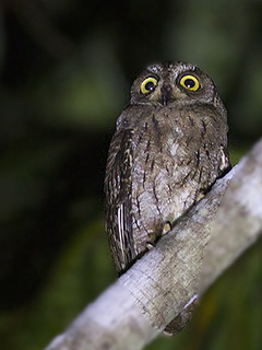 Moluccan Scops Owl