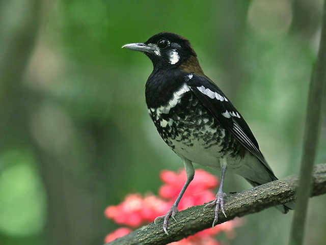 Red-backed Thrush