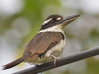 Sombre Kingfisher