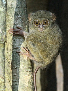 Spectral Tarsier Tangkoko