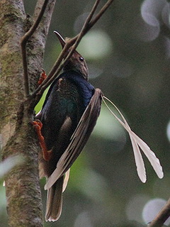 Standardwing Bird-of-Paradise