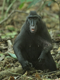 Sulawesi Crested Macaque