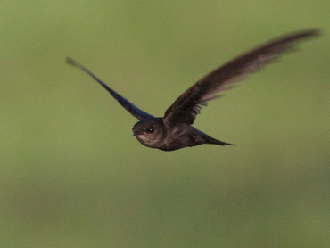 Asian Palm Swift Asian Palm Swift