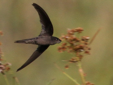 Asian Palm Swift Asian Palm Swift