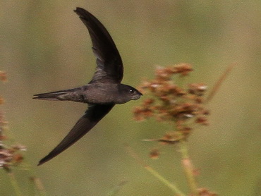 Asian Palm Swift