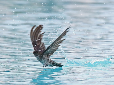 Glossy Swiftlet