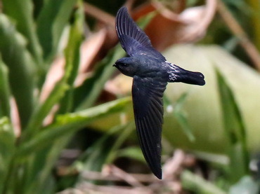 Glossy Swiftlet