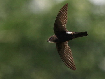 House Swift House Swift