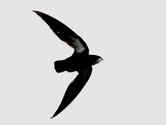 Needletail