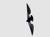 Needletail