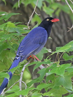 Taiwan Blue Magpie