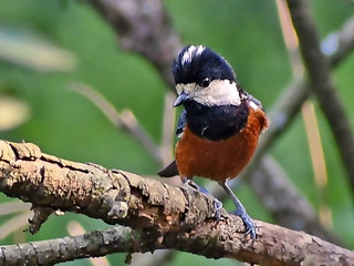 Chestnut-bellied Tit