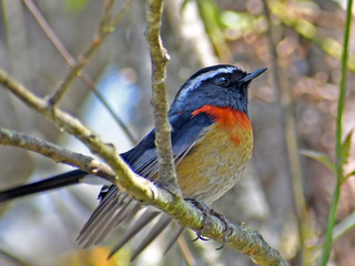 Collared Bush Robin