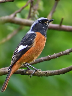 Daurian Redstart