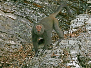 Formosan Macaque